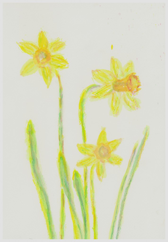 Daffodils